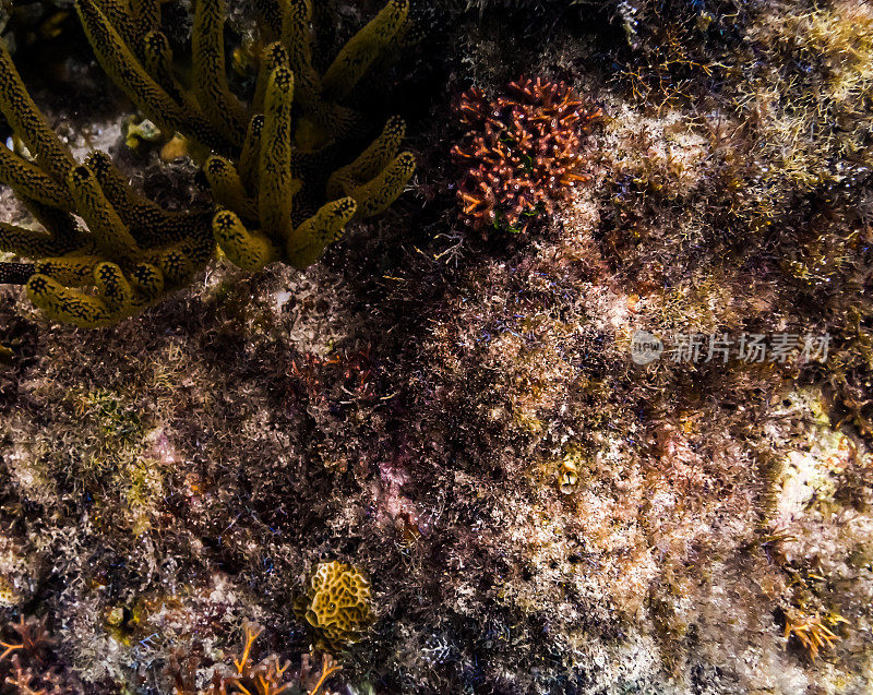 充满活力的水下珊瑚和海洋生物在海洋，加勒比海咸水海底的海洋生物