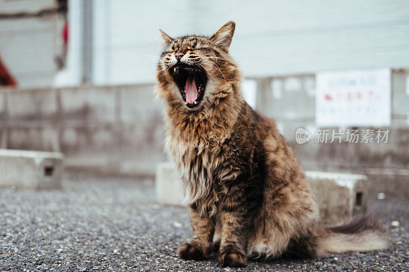 停车场里的一只猫，长毛猫，打哈欠