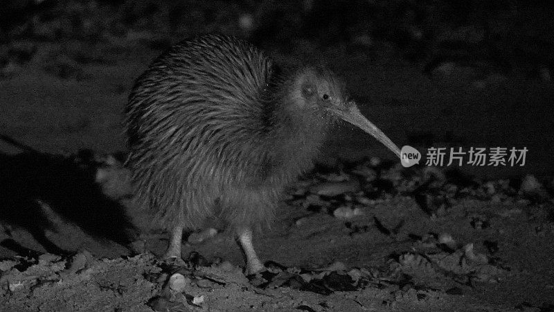 野生斯图尔特岛棕色几维鸟在夜晚的海滩上进食。
