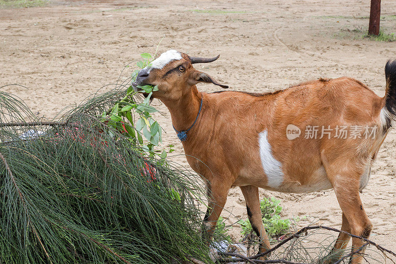 山羊在肮脏的海滩上寻找食物