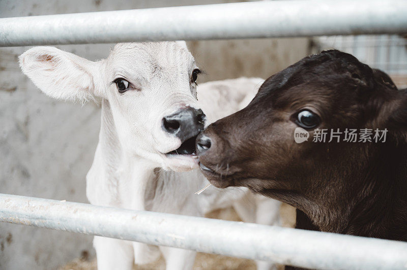 黑色和棕色的小牛在互相亲吻