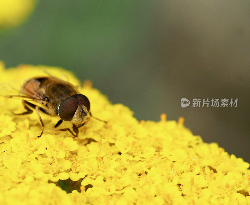 蜜蜂在蓍草