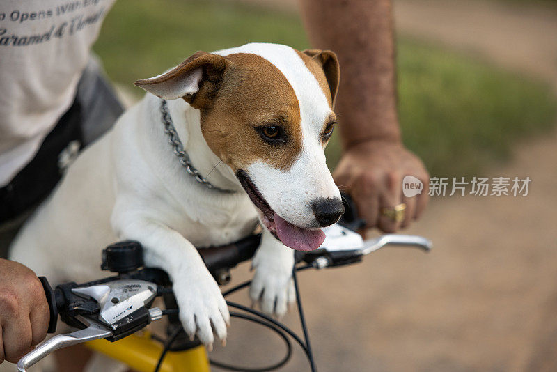 一个陌生人骑在自行车上他的狗叫杰克·拉塞尔