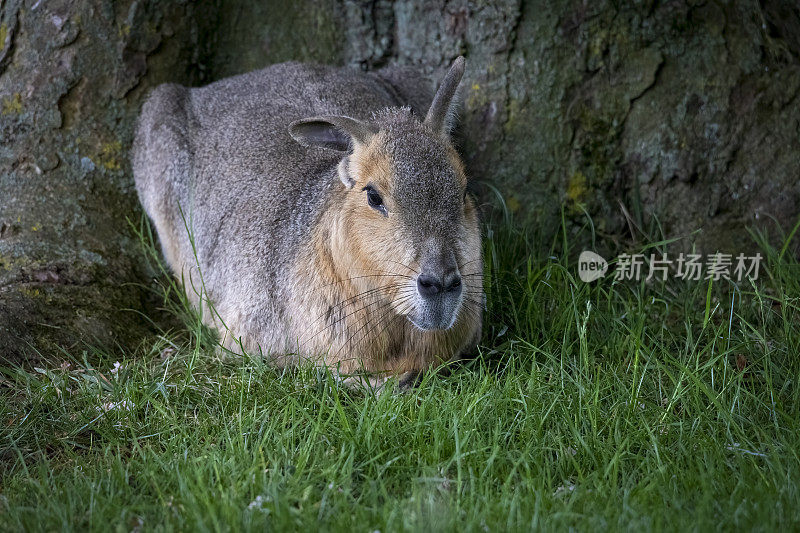 一个巴塔哥尼亚玛拉