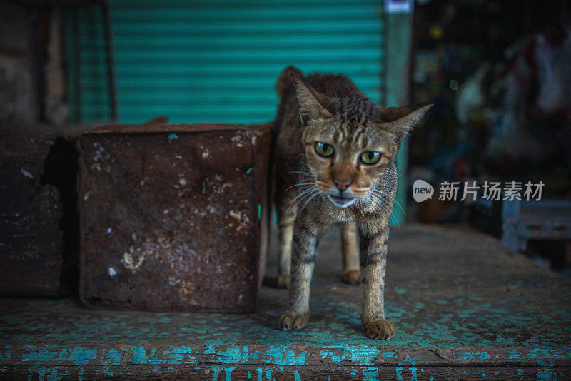 肮脏的无家可归的猫-库存照片