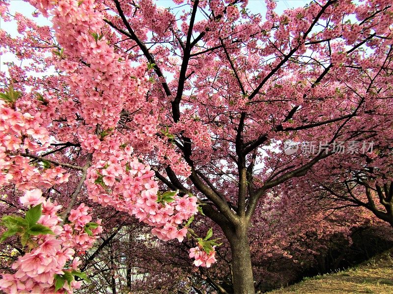 日本。3月。梅花盛开。的印象。