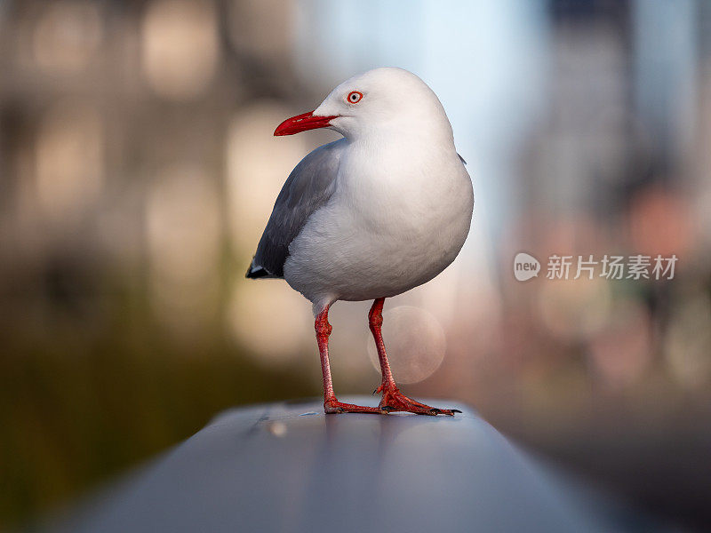 海鸥特写肖像