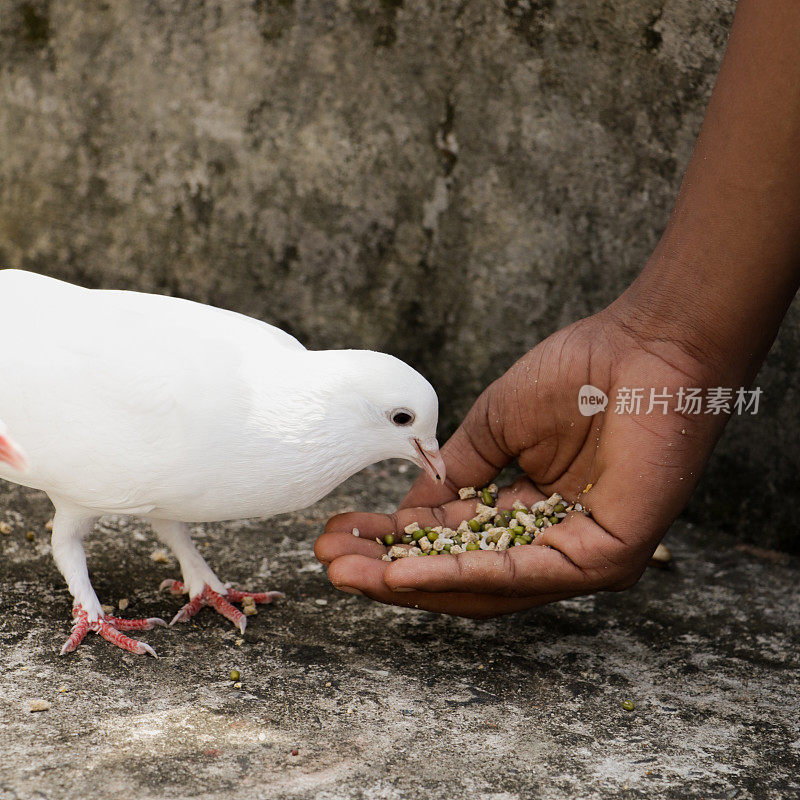 可爱的小白鸽在吃人手里的种子
