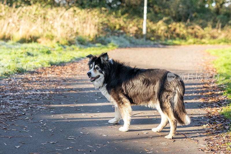 高级边境牧羊犬近距离肖像