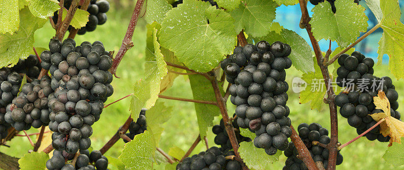 一串串成熟的黑葡萄准备收割梅洛葡萄品种