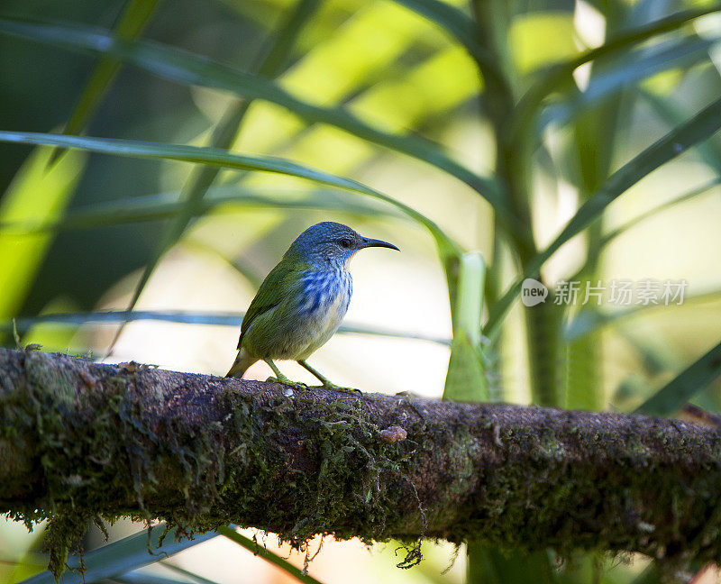 哥斯达黎加，在树荫下闪闪发光的雌性蜜爬行鸟