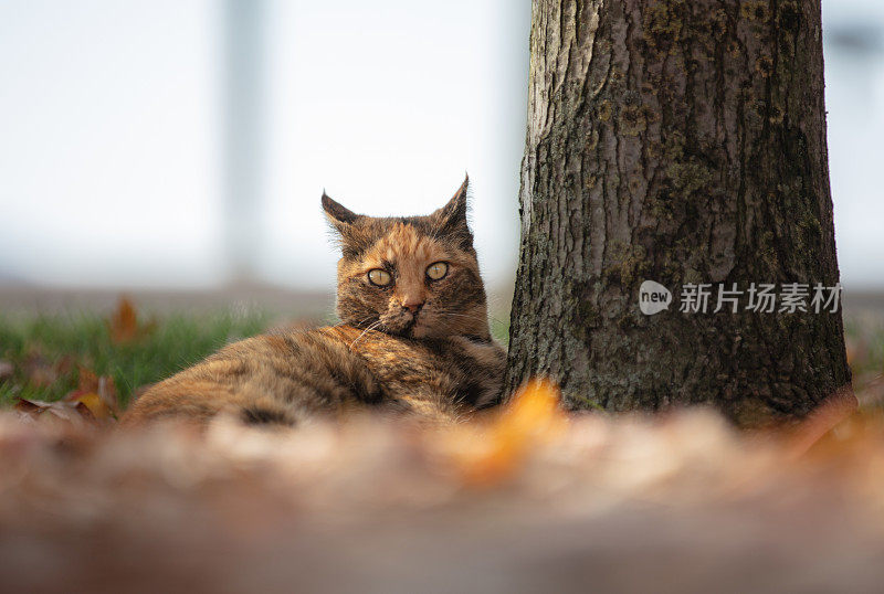 一只五颜六色的流浪猫正坐在草地上。