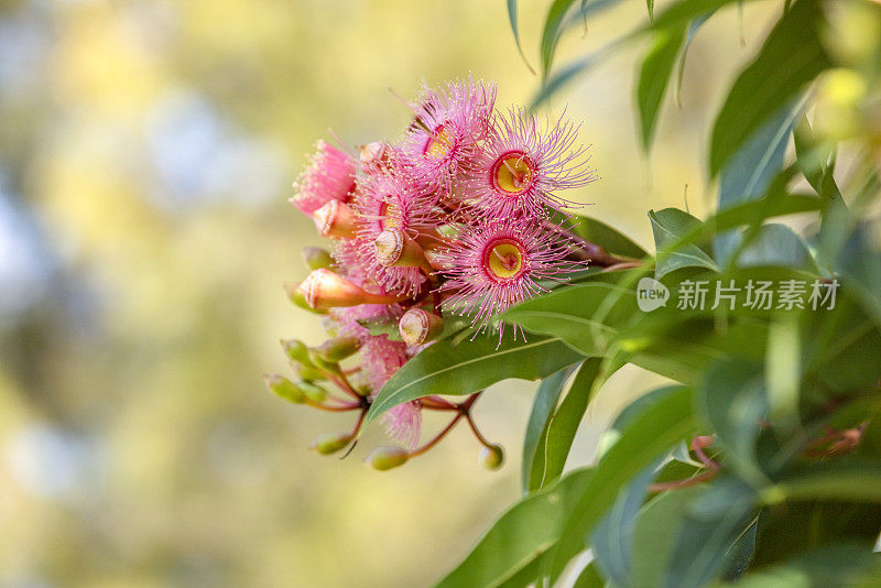 美丽的胶树粉红色的花和芽，背景与复制空间