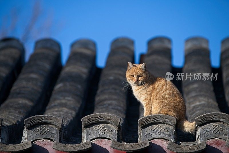 胡同里的猫