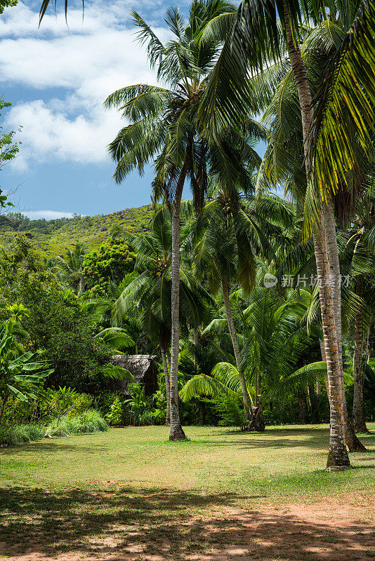 塞舌尔茂密丛林前草坪上的棕榈树。
