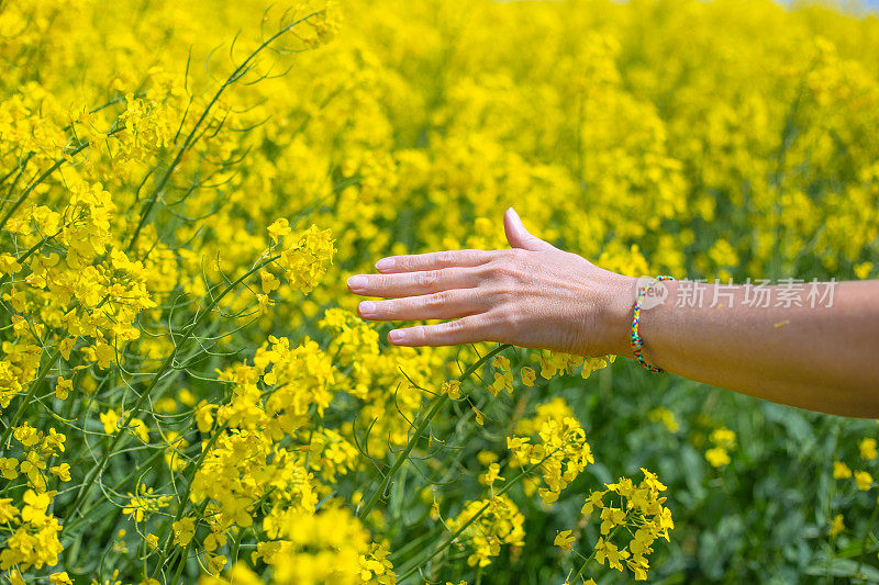 一个女人的手抚摸着油菜地里的黄花。油菜作物的春季开花