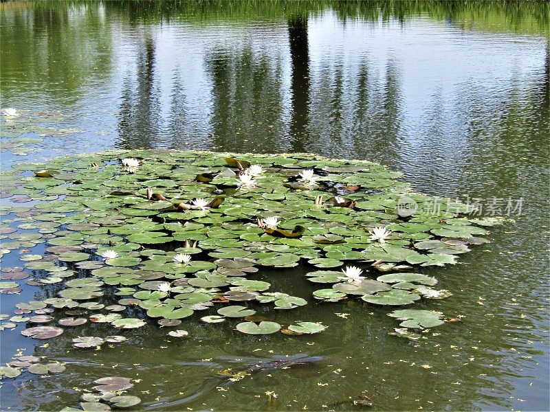 日本。4月。池塘水面上盛开的睡莲。的印象。