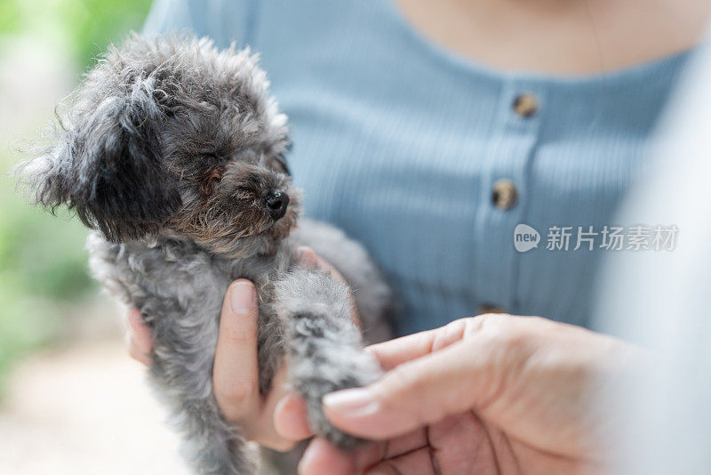 宠物主人抱着银色玩具贵宾犬，抱着狗腿迎接他