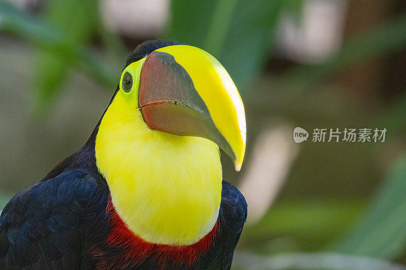 哥斯达黎加热带雨林中的黑色巨嘴鸟