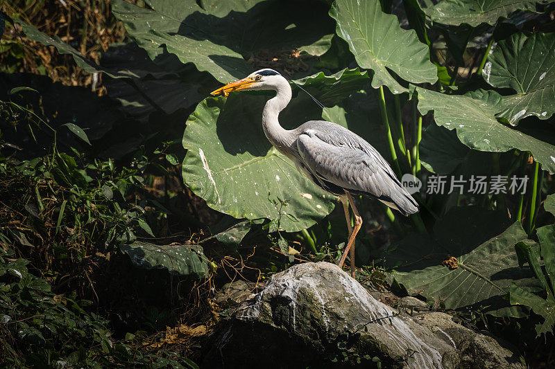 荷塘边的白鹭