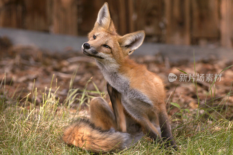 野生红狐在科罗拉多州丹佛市的草坪上搔痒