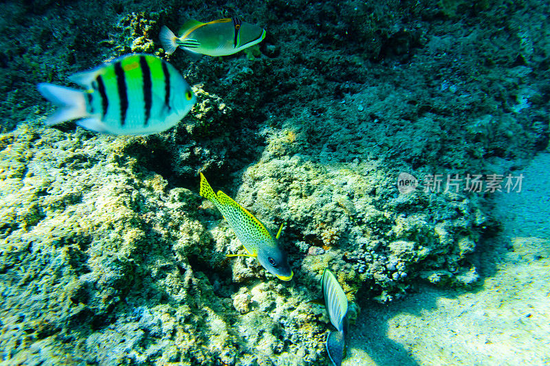 红海珊瑚礁上珊瑚和热带鱼的群落