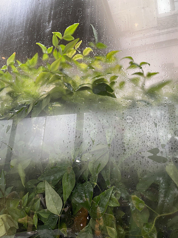 窗外的绿色植物雾气蒙蒙，雨蒙蒙