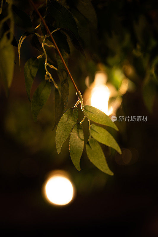 餐馆里的树叶和鳞茎