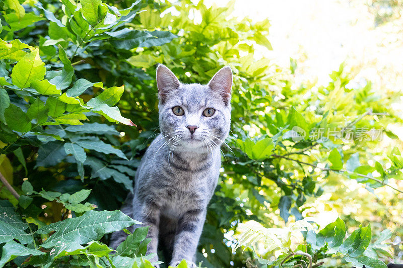 可爱的灰色斑猫小猫在一个小屋的屋顶上