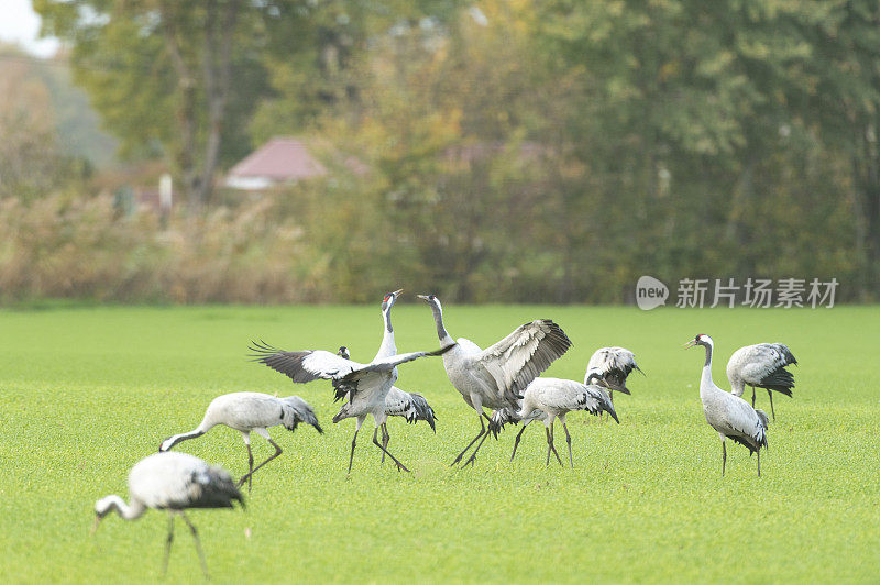 鹤鸟在秋季迁徙期间的田野中展示