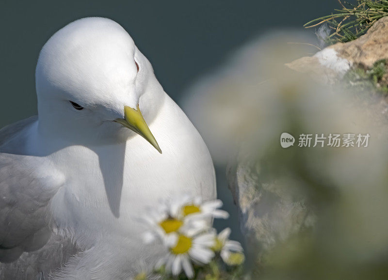 汉普顿悬崖上的基蒂威克