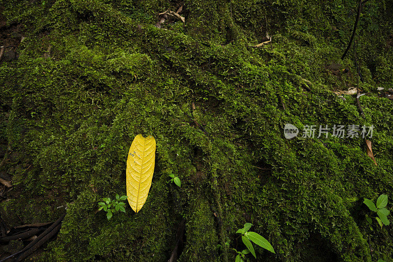 热带雨林中被苔藓覆盖的根