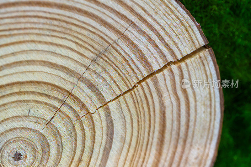木制装饰品:锯切木材，年轮。