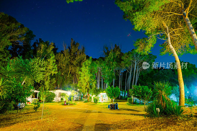 松树雨林的夜晚。意大利南部。森林