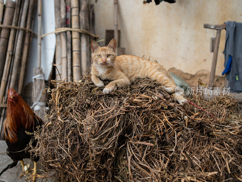 肮脏的猫