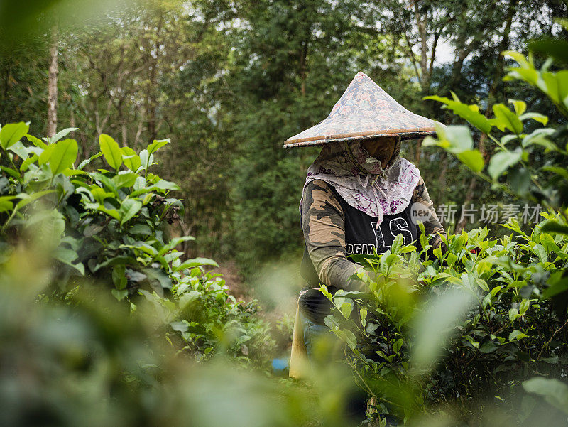 农民们正在采摘茶叶