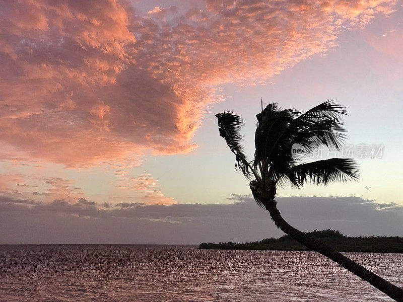夏威夷莫洛凯岛，夕阳粉色的云朵和弯曲的棕榈树