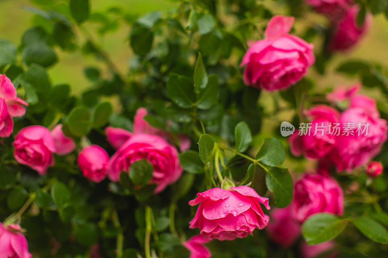 红玫瑰背景。夏天的花园。园艺