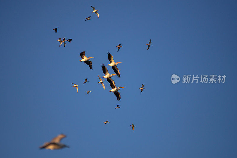 鹈鹕和海鸥一起飞翔。