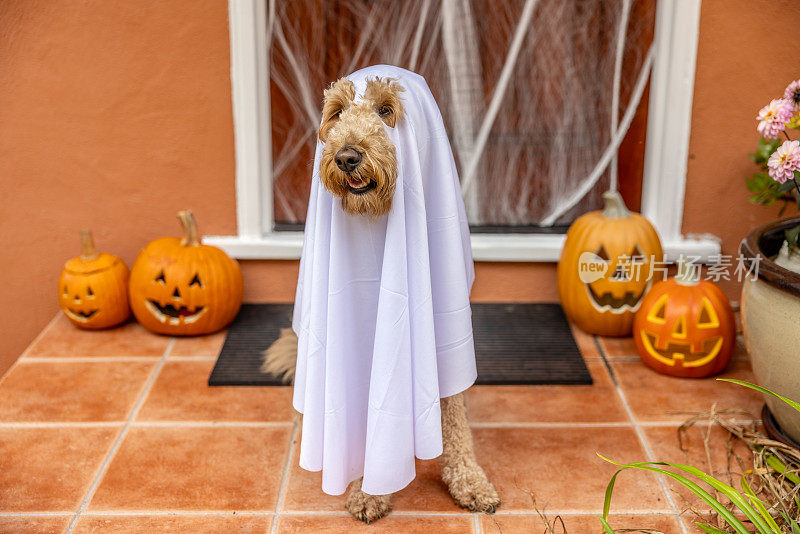 幽灵般的Goldendoodle