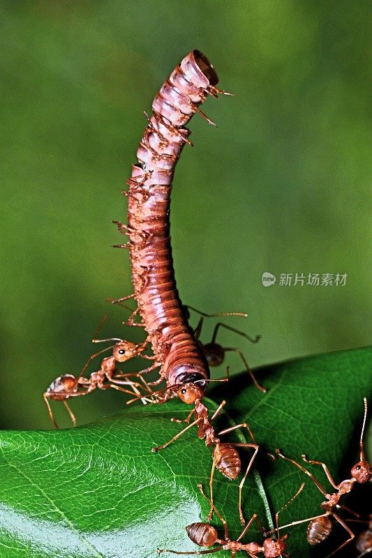 蚂蚁把千足虫拖回巢——动物行为。