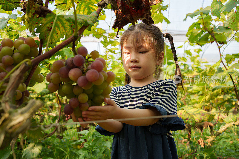 参观葡萄种植园的孩子们
