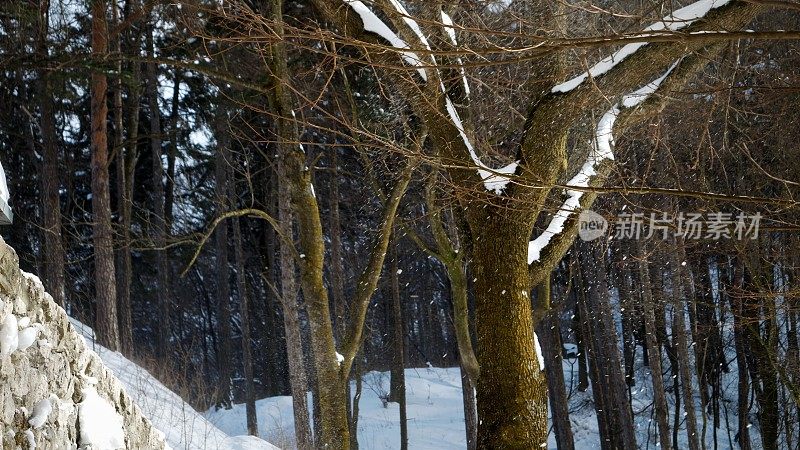 在山上的冬季森林里，大风把树枝上的雪吹走了