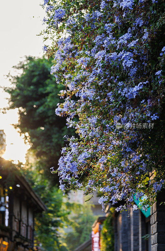 复古巷子里的阳光和鲜花