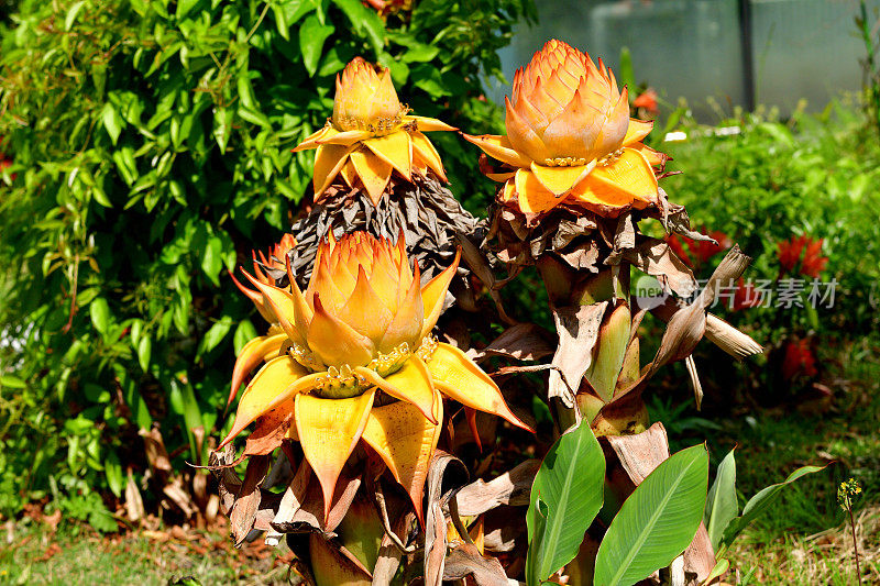 蔷薇花:令人惊叹的花园装饰，桨状的绿色叶子和黄色，橙色的花