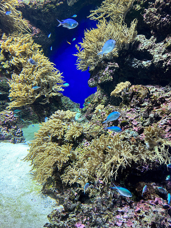 海洋水族馆的全画幅图像，鱼群游泳在咸水珊瑚礁缸，背景活珊瑚，海葵，重点在前景，复制空间