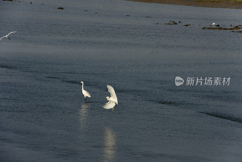 湿地苍鹭在夕阳下觅食