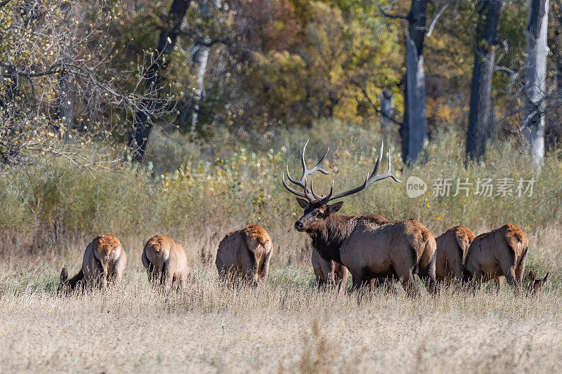 在北美西部的美国蒙大拿州北部，公麋鹿和母麋鹿排成一排