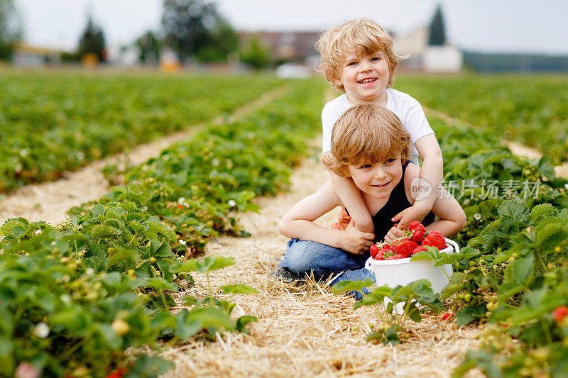 两个学前班的小男孩在夏天的草莓农场玩耍。孩子们，快乐可爱的双胞胎吃着健康的有机食品，新鲜的草莓当零食。孩子们帮忙收割