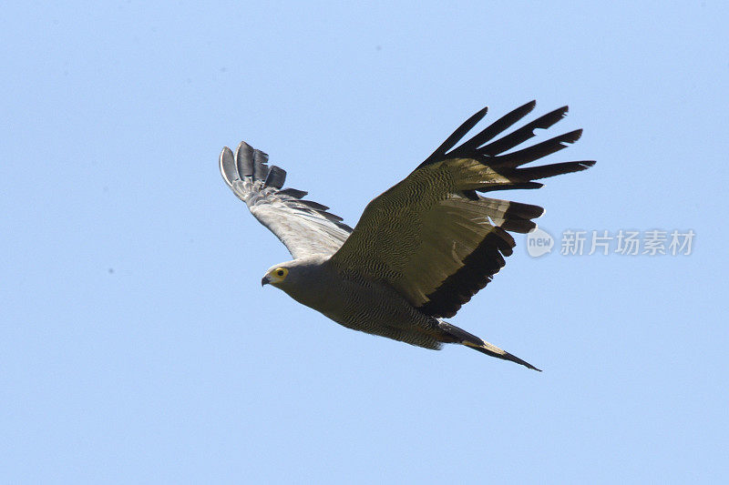 非洲Harrier-Hawk